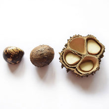 Lade das Bild in den Galerie-Viewer, Green Age Tagua Kette Laura blau